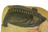 Zlichovaspis Trilobite - Atchana, Morocco #137282-3